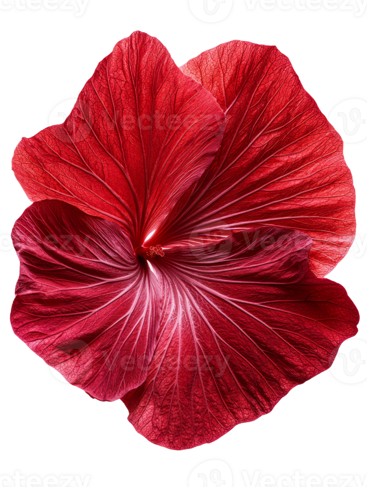 Vibrant red hibiscus flower with intricate petal details and texture png