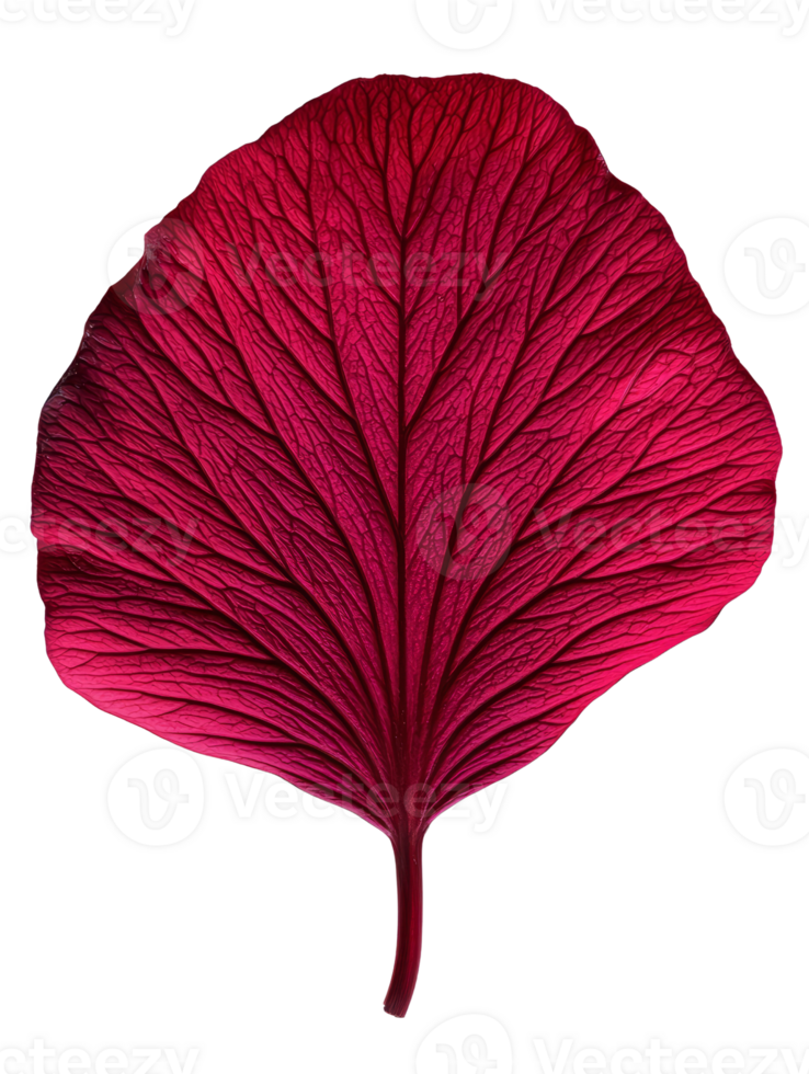 vibrant red leaf showcasing intricate vein patterns and textures png