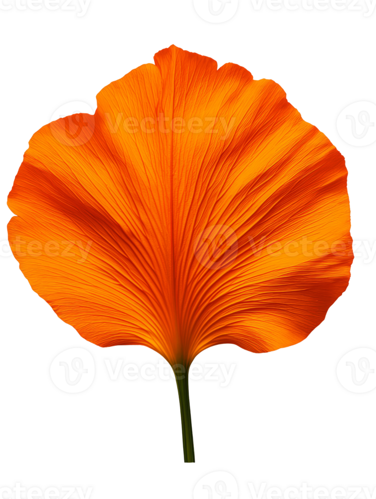 Vibrant orange leaf with intricate textures and details, showcasing natures beauty png