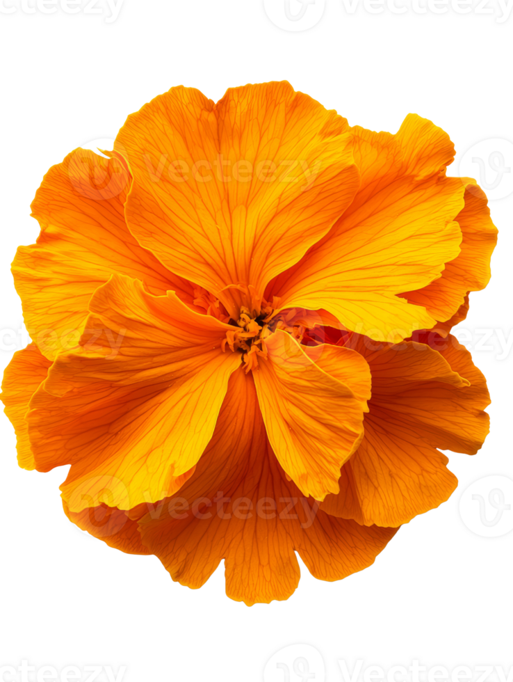 Vibrant orange flower with delicate petals showcasing natural beauty png
