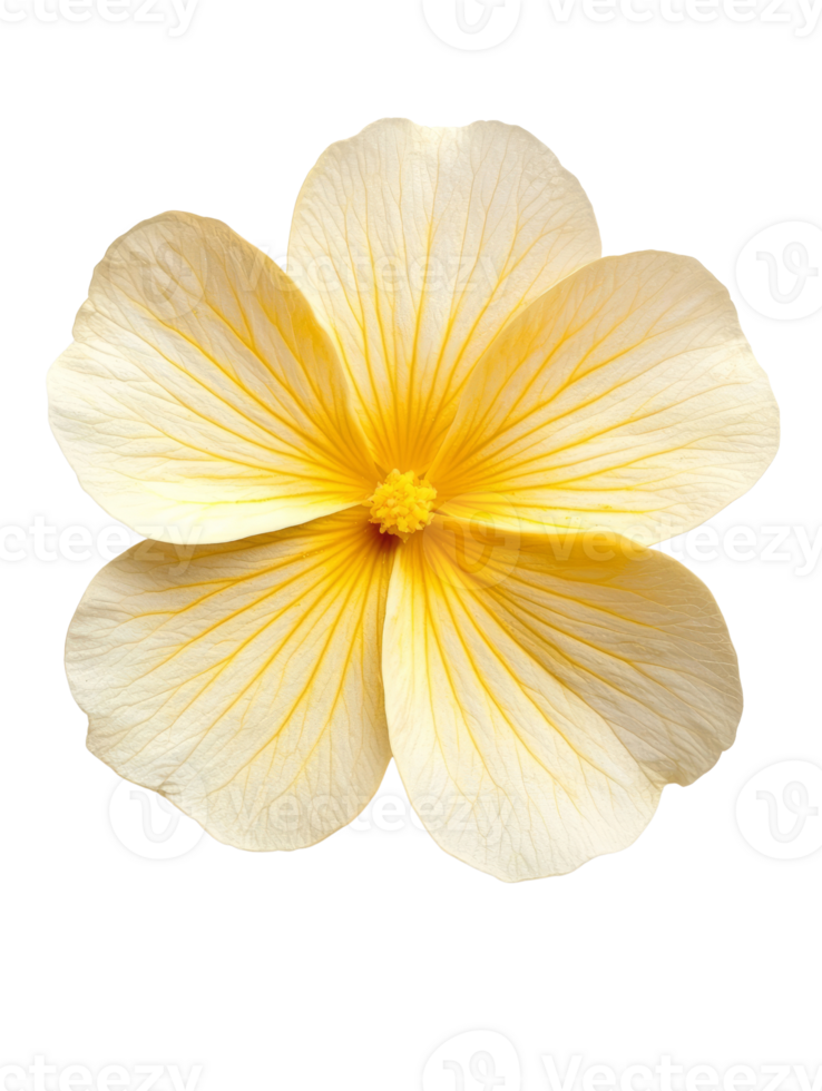 Delicate yellow flower with intricate petal details and vibrant center png