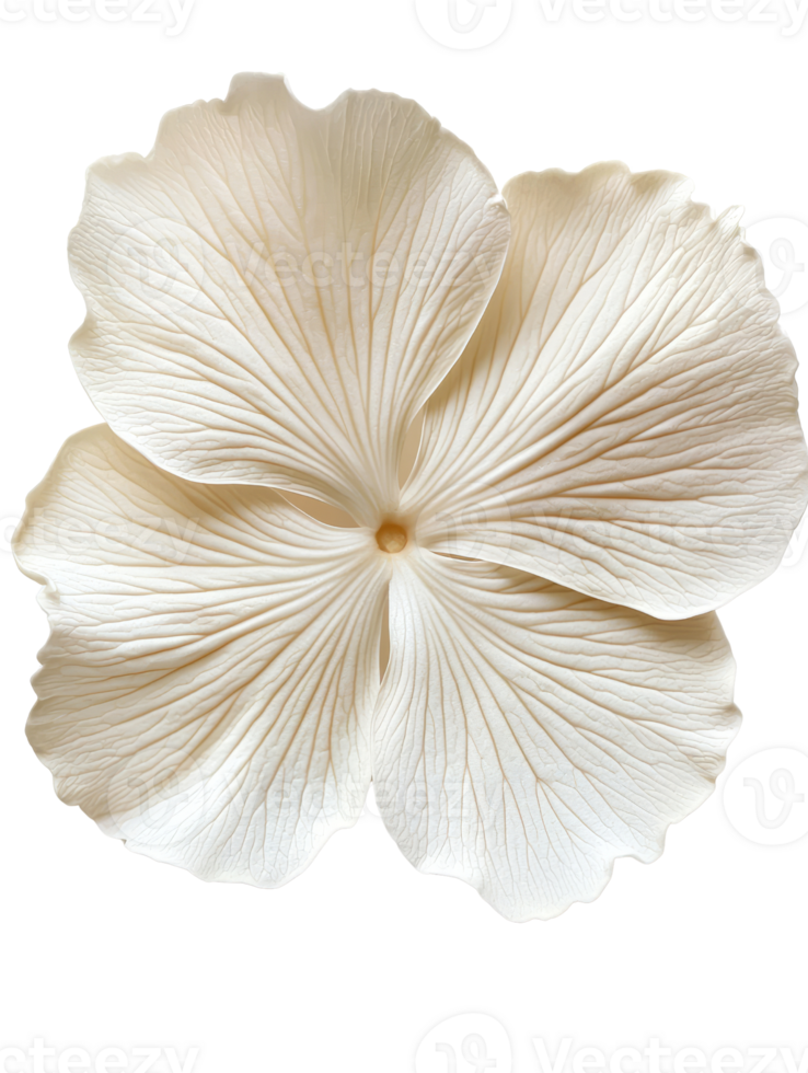 Delicate white flower with intricate petal details, perfect for design png