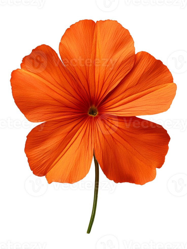 Vibrant orange flower with delicate petals and slender stem png