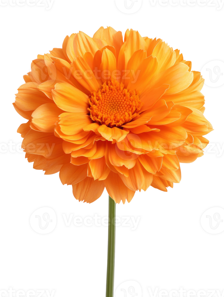Vibrant orange flower with large bloom and delicate petals, showcasing beauty and nature png