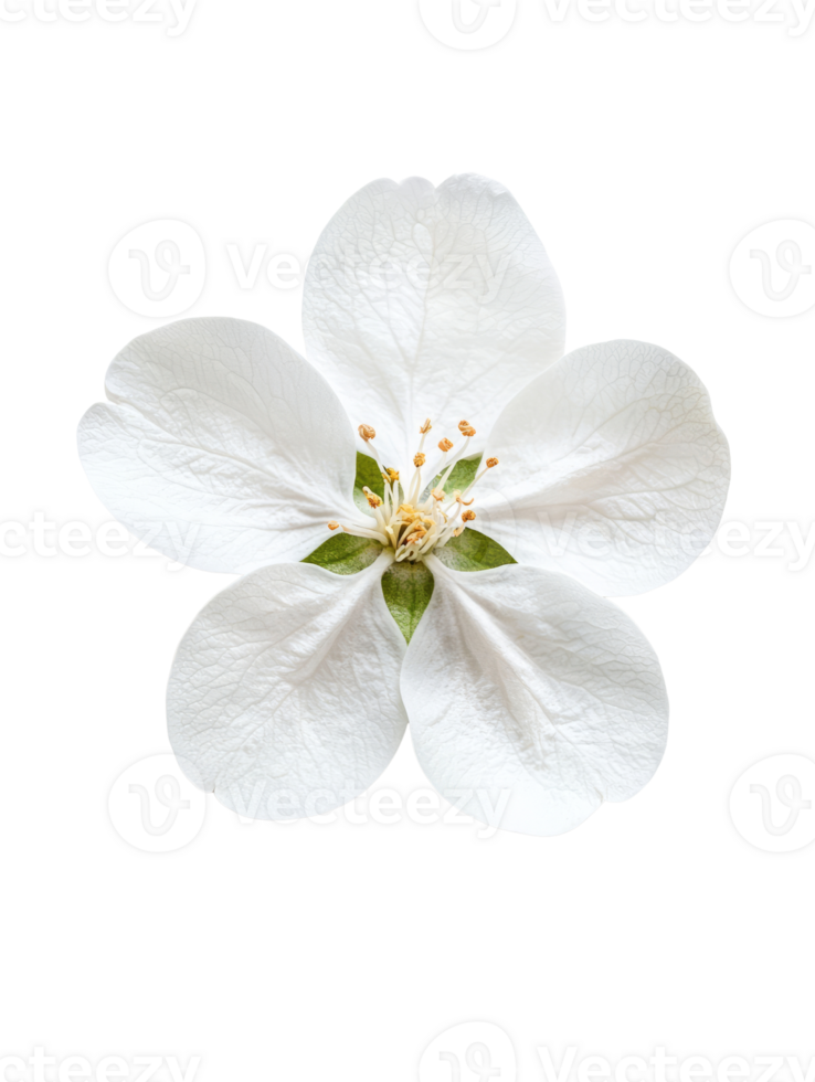 Delicate white flower with soft petals and green leaves, symbolizing purity and beauty png