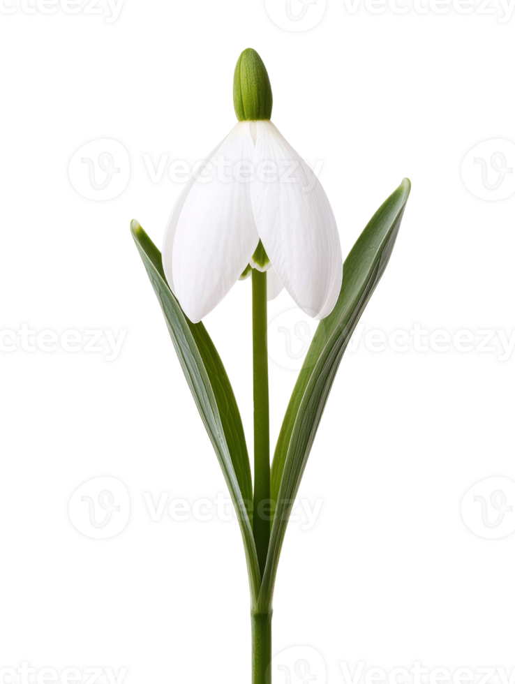 Beautiful white flower with green leaves, showcasing natures elegance png