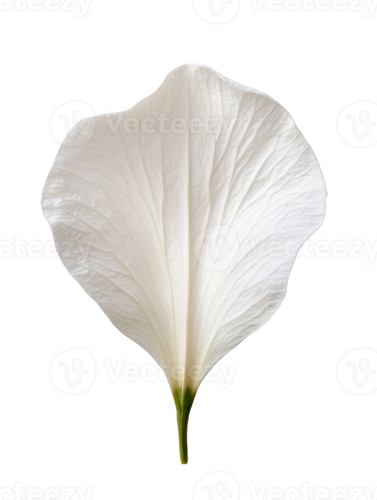 Delicate white flower petal with intricate texture and soft curves png