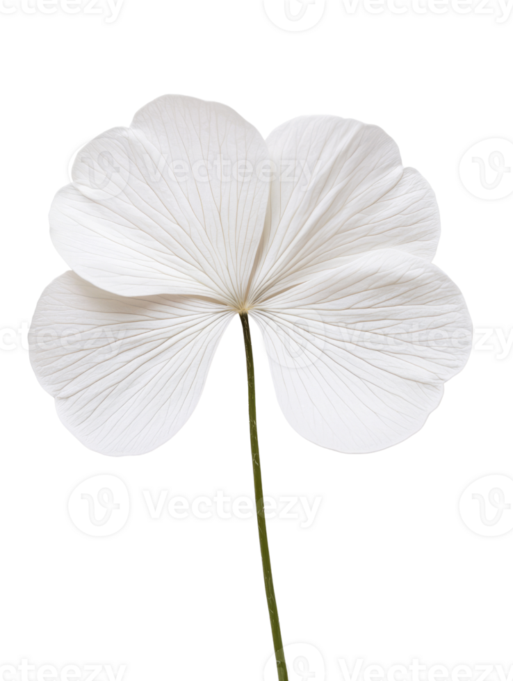 delicate white flower with intricate veining and long green stem, symbolizing purity and elegance png