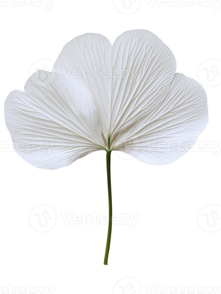 delicate white flower with intricate petal details and slender stem png