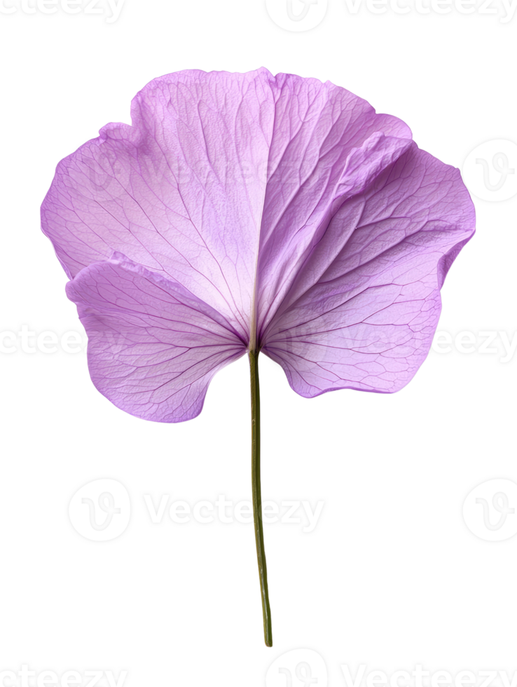 delicate purple flower petal with intricate veining and slender stem png