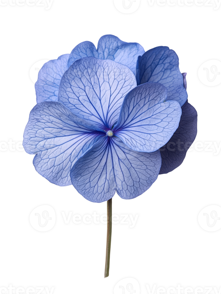 beautiful blue flower with delicate petals and intricate veins png