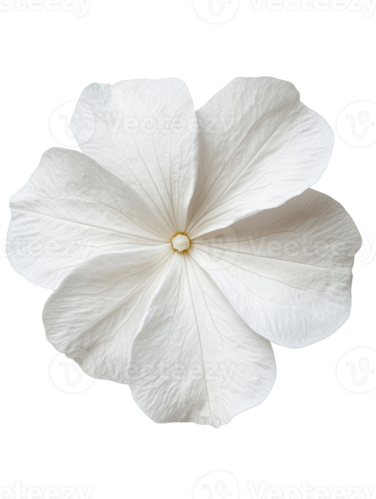 delicate white flower with soft petals, showcasing natural beauty and elegance png