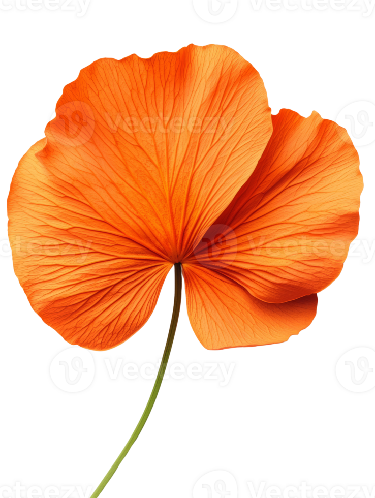 Vibrant orange flower with delicate petals and intricate veins png