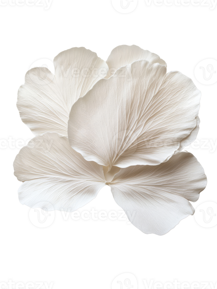 Delicate white petals create serene and elegant floral arrangement png