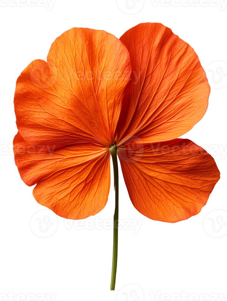 Vibrant orange flower with delicate petals and long green stem png
