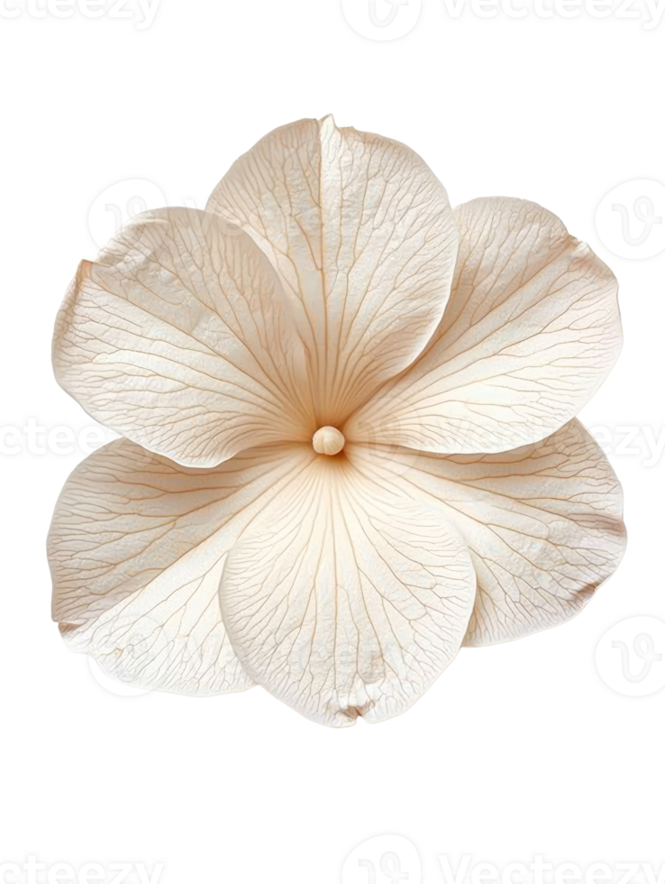 Delicate flower with intricate veins and soft petals, perfect for design png