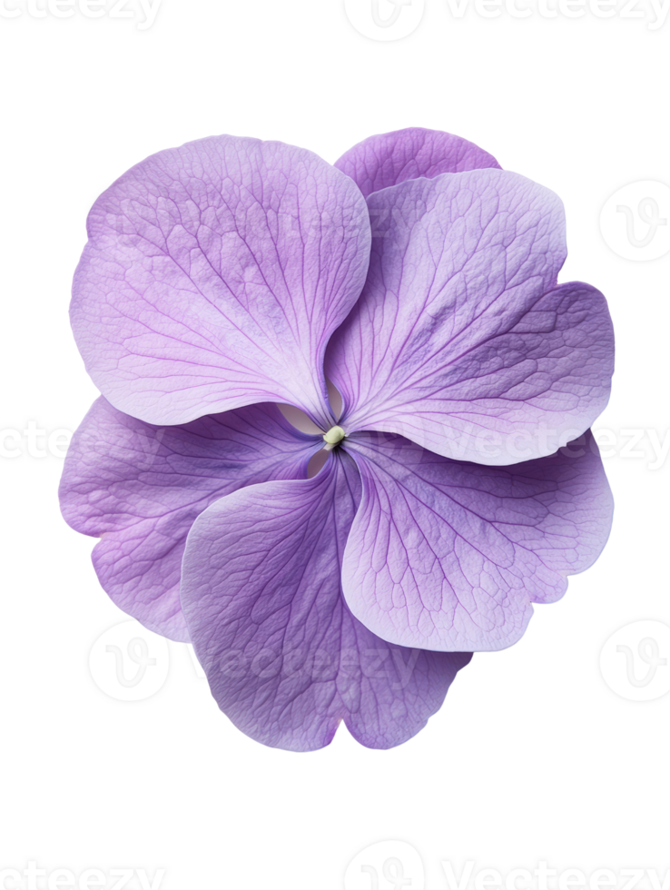 beautiful purple flower with delicate petals and intricate textures png
