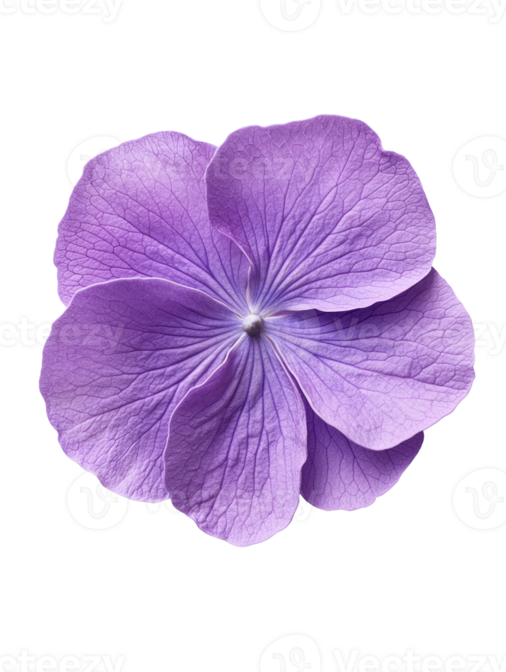 Beautiful purple flower with delicate petals and intricate veins png