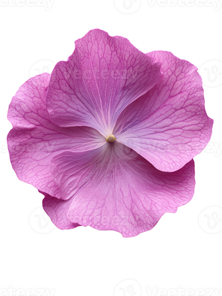 beautiful pink flower with delicate petals and intricate veins png