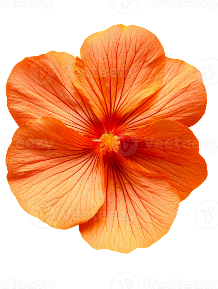 Vibrant orange flower with delicate petals and intricate veins png
