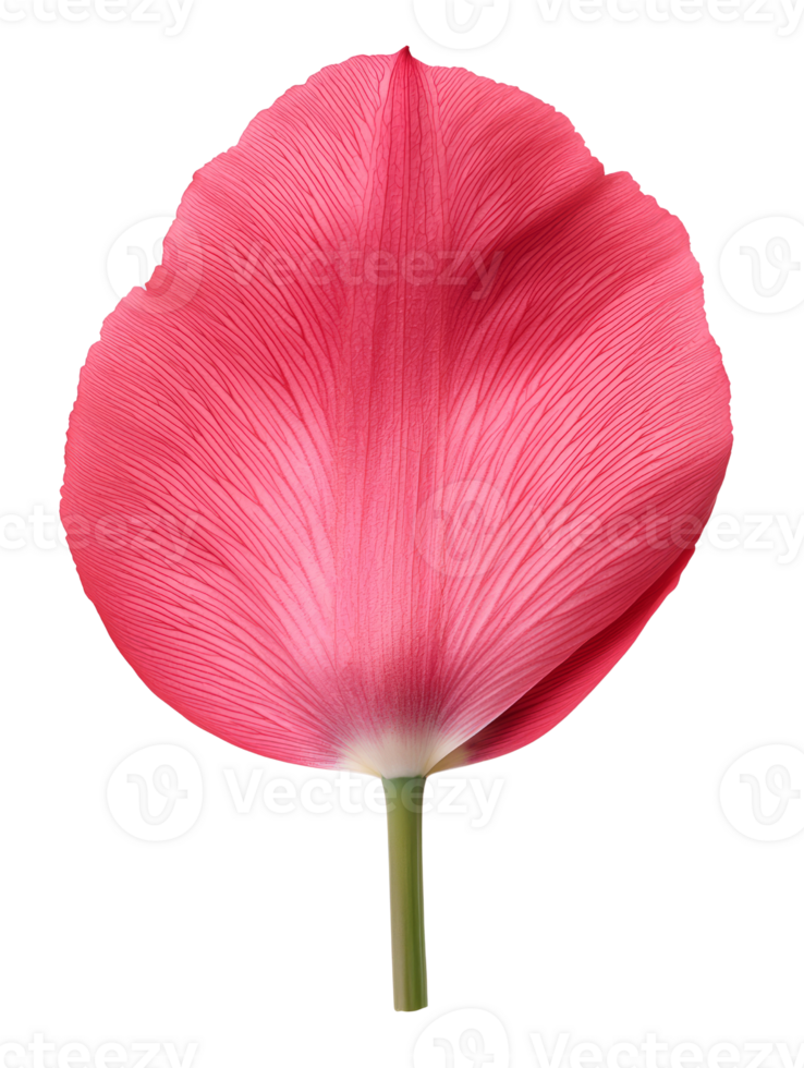 vibrant pink flower petal with intricate textures and smooth stem png