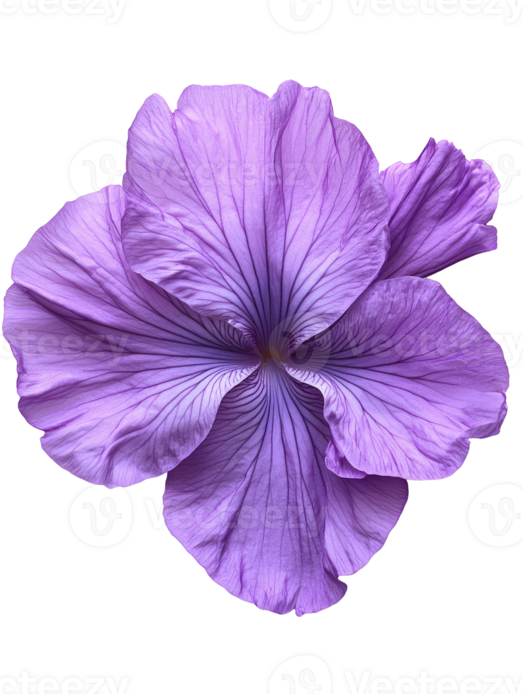 beautiful purple flower with delicate petals and intricate details png