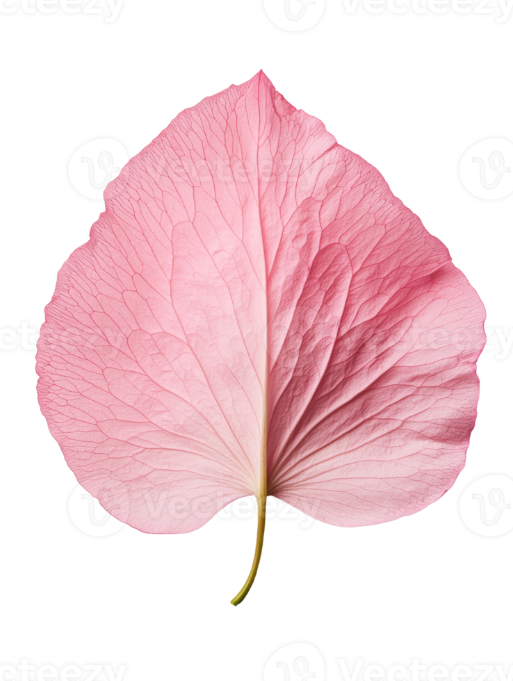 delicate pink leaf showcasing intricate veins and smooth texture png