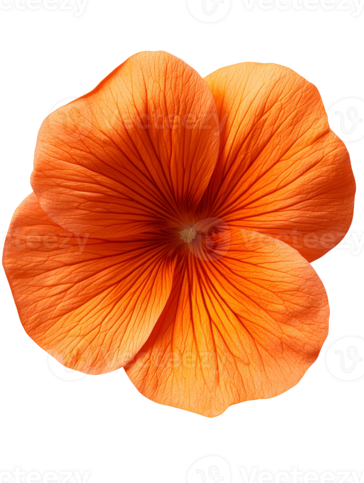Vibrant orange flower with delicate petals and intricate details png