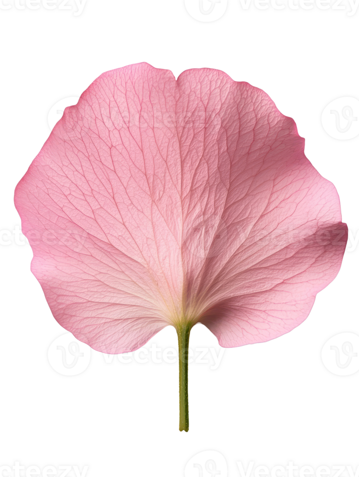 Delicate pink flower petal with intricate veining and soft texture png