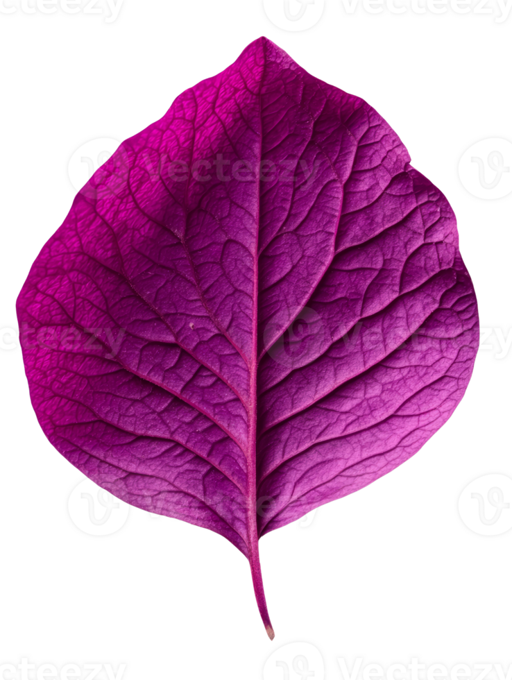 Vibrant purple leaf showcasing intricate vein patterns and texture png