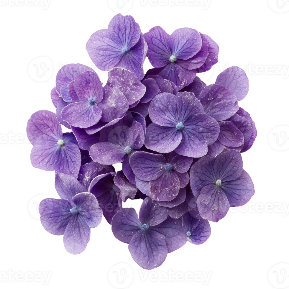 Vibrant purple hydrangea flowers arranged beautifully, showcasing their delicate petals png