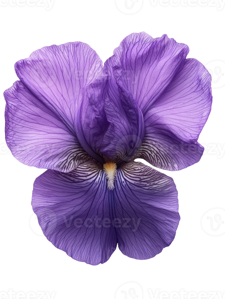 Vibrant purple iris flower with intricate petal details and soft textures png