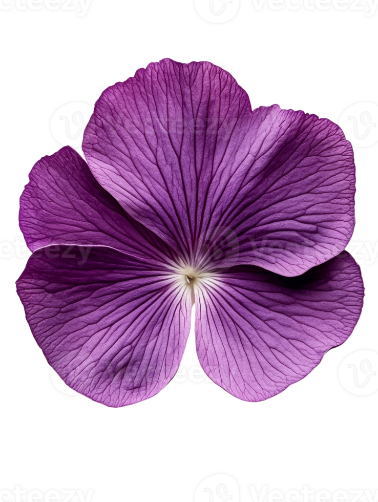 beautiful purple flower with delicate petals and intricate details png