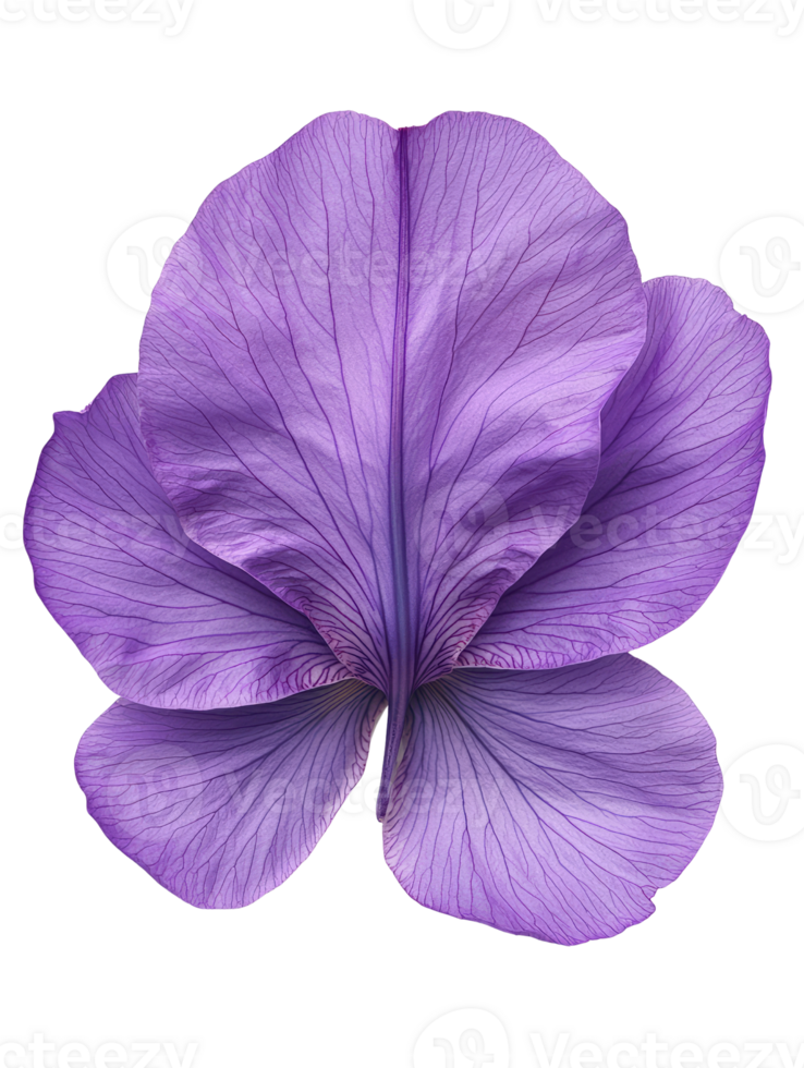 stunning purple flower with intricate petal details, showcasing natures beauty png
