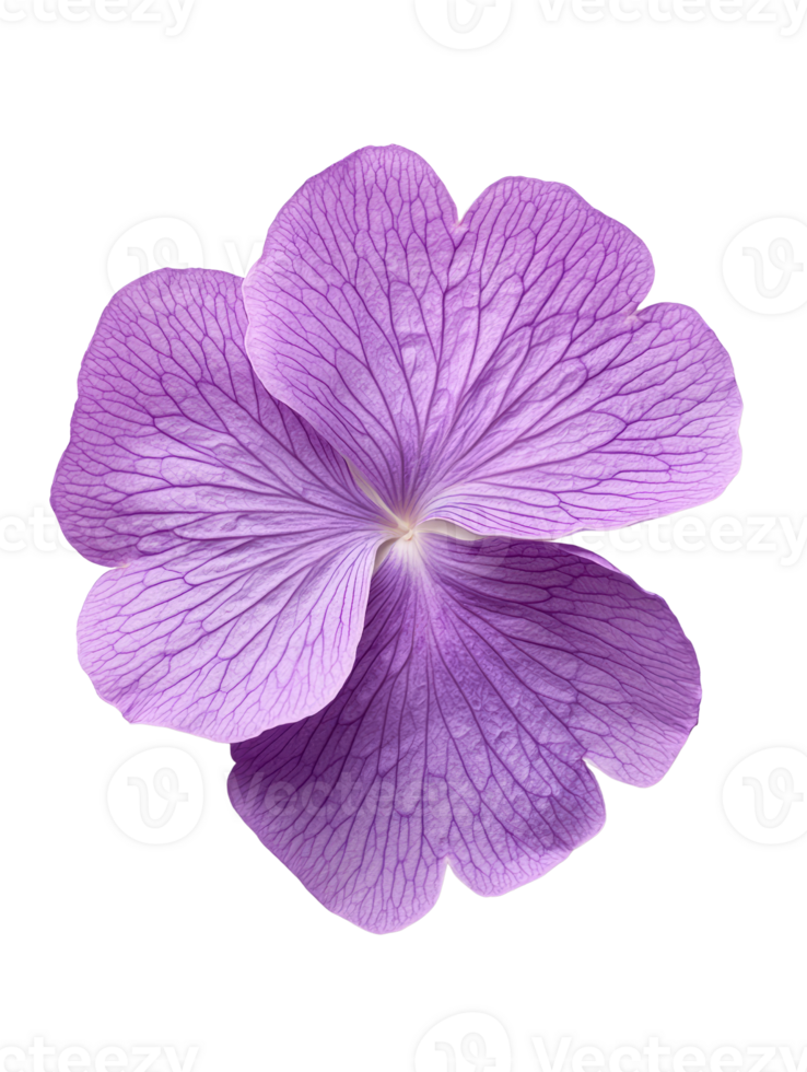 beautiful purple flower with intricate petal details and soft appearance png