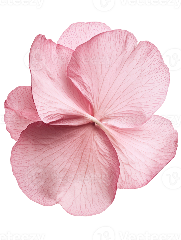 Delicate pink flower with intricate petal details, showcasing natural beauty png