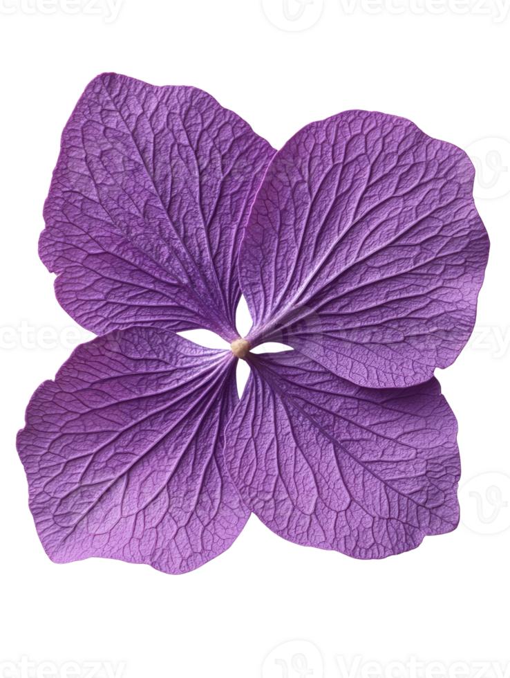vibrant purple flower with intricate petal details, showcasing natures beauty png