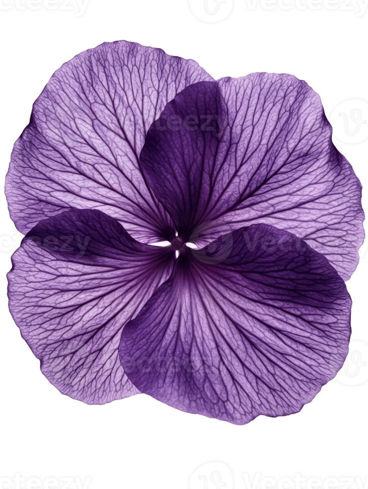 Beautiful purple flower with intricate petal details and vibrant colors png