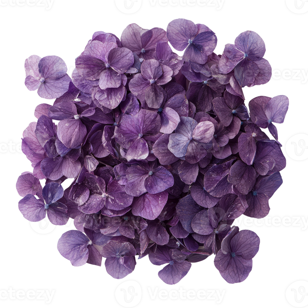 Vibrant purple hydrangea petals create stunning floral display png