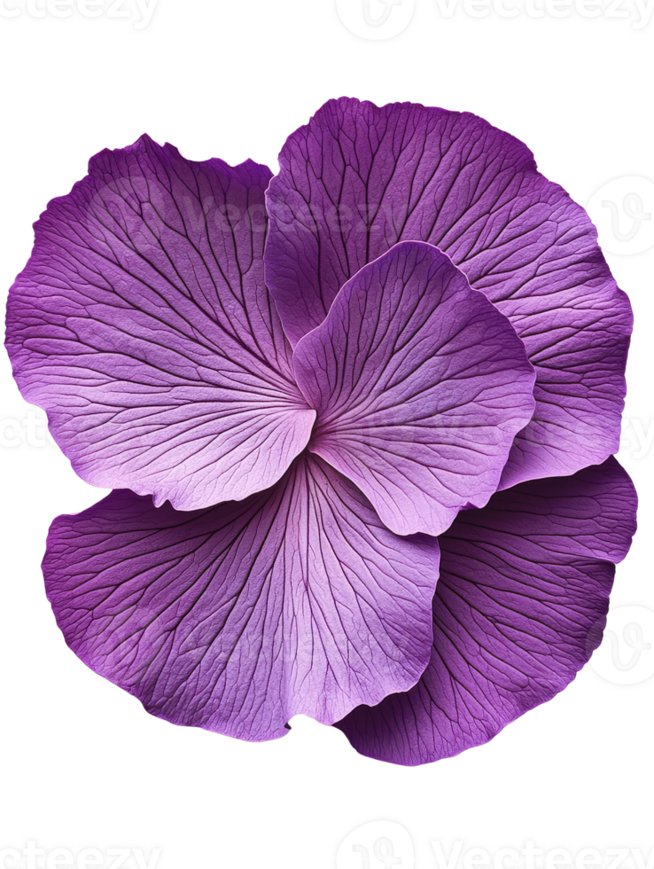 Vibrant purple flower petals with intricate textures and details png