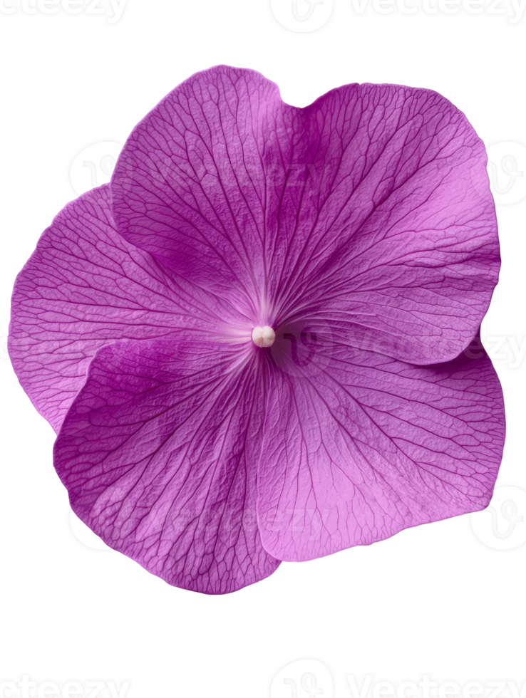 vibrant purple flower with intricate veins and delicate petals png