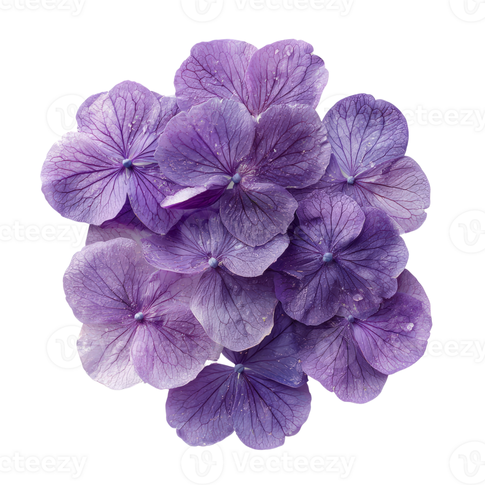 Vibrant purple hydrangea flowers with delicate petals and water droplets png