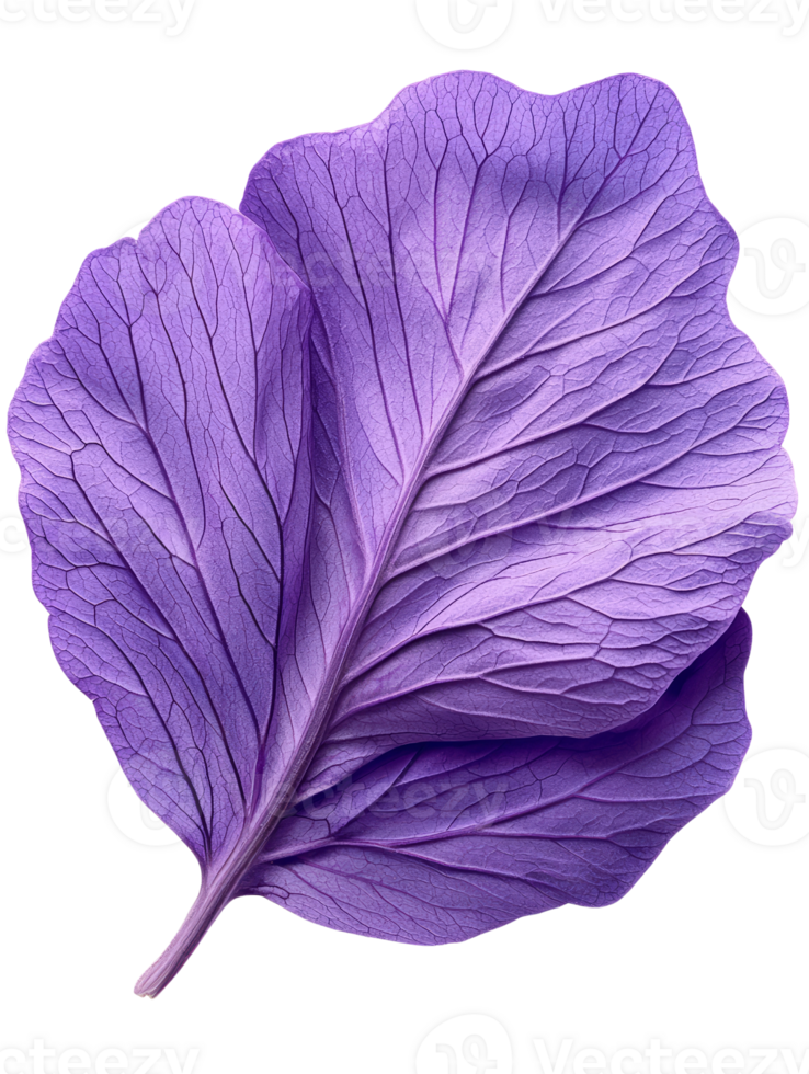 Vibrant purple leaf showcasing intricate textures and details png