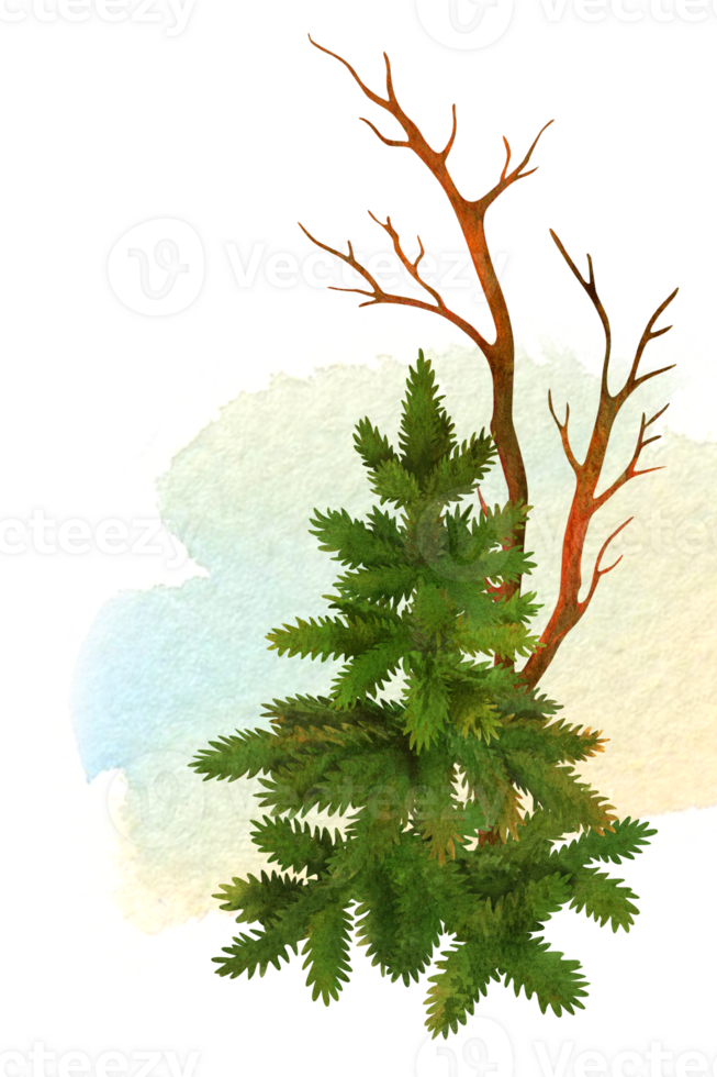 Vertical composition of hand painted small spruce tree and leafless bush on isolated watercolor stroke background. Winter or fall nature simple scenery for card or cover design, textile decorating png