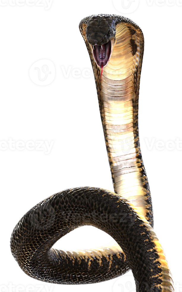 A Close-Up of The Majestic Cobra Elegance and Danger, Attack Pose. png