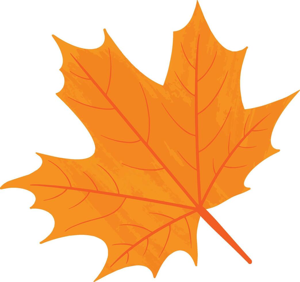 Hand drawn maple leaf illustration. Autumn leaves transparent background vector