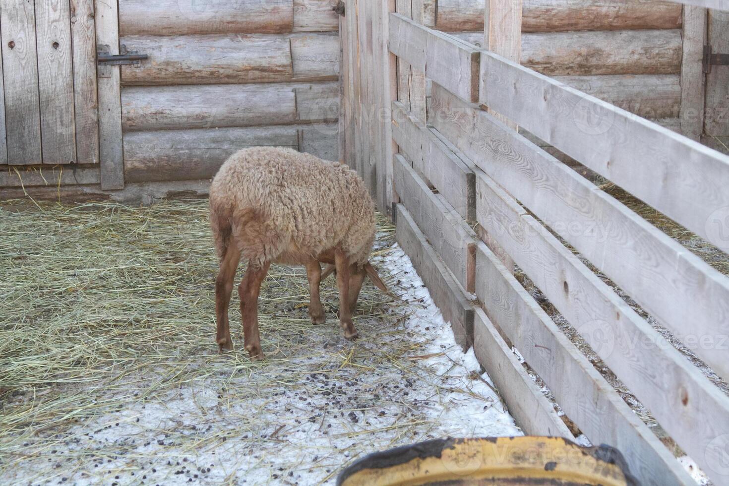 A sheep eating hay in a pen next to a wooden fence photo