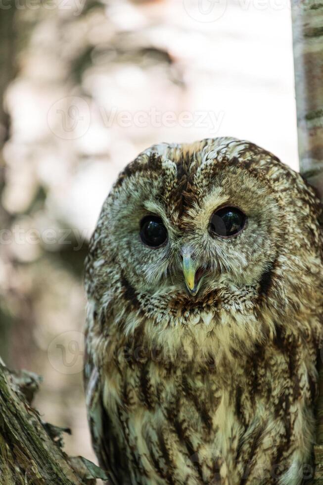 A close up of an owl sitting on a tree branch photo