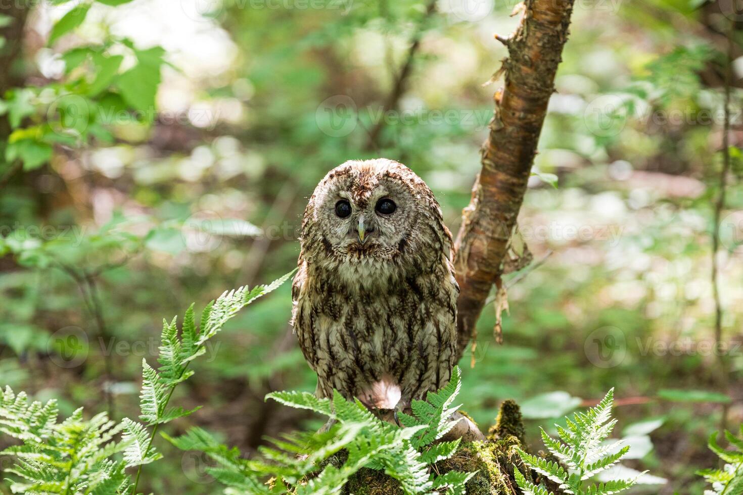 A small owl is sitting on a tree stump photo