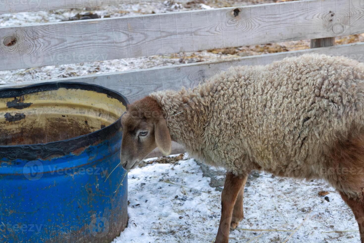 A sheep eating from a blue bucket photo